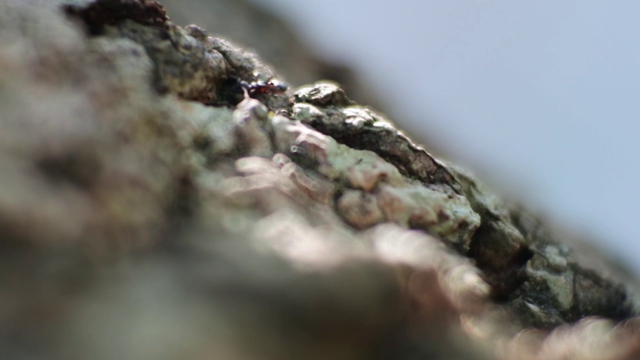 特写宏观的黑蚁山在树上工作。昆虫slowmotion。视频下载