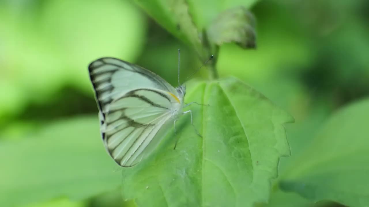 野生森林里，一只白蝴蝶栖息在一片树叶上。昆虫的高清视频。集视频下载