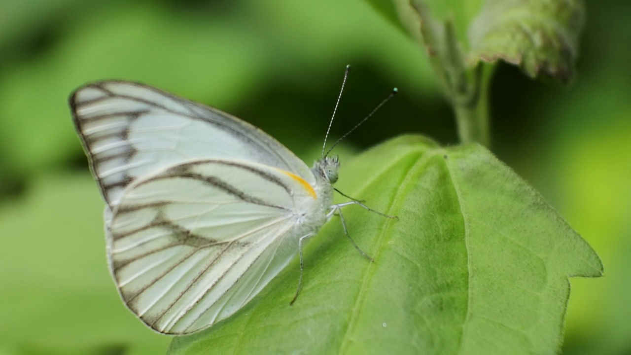野生森林里，一只白蝴蝶栖息在一片树叶上。昆虫的高清视频。集视频下载