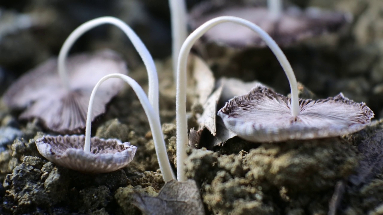 湿地里枯萎的蘑菇。宏蘑菇视频之间的Debaned Cutors. 4K。视频下载