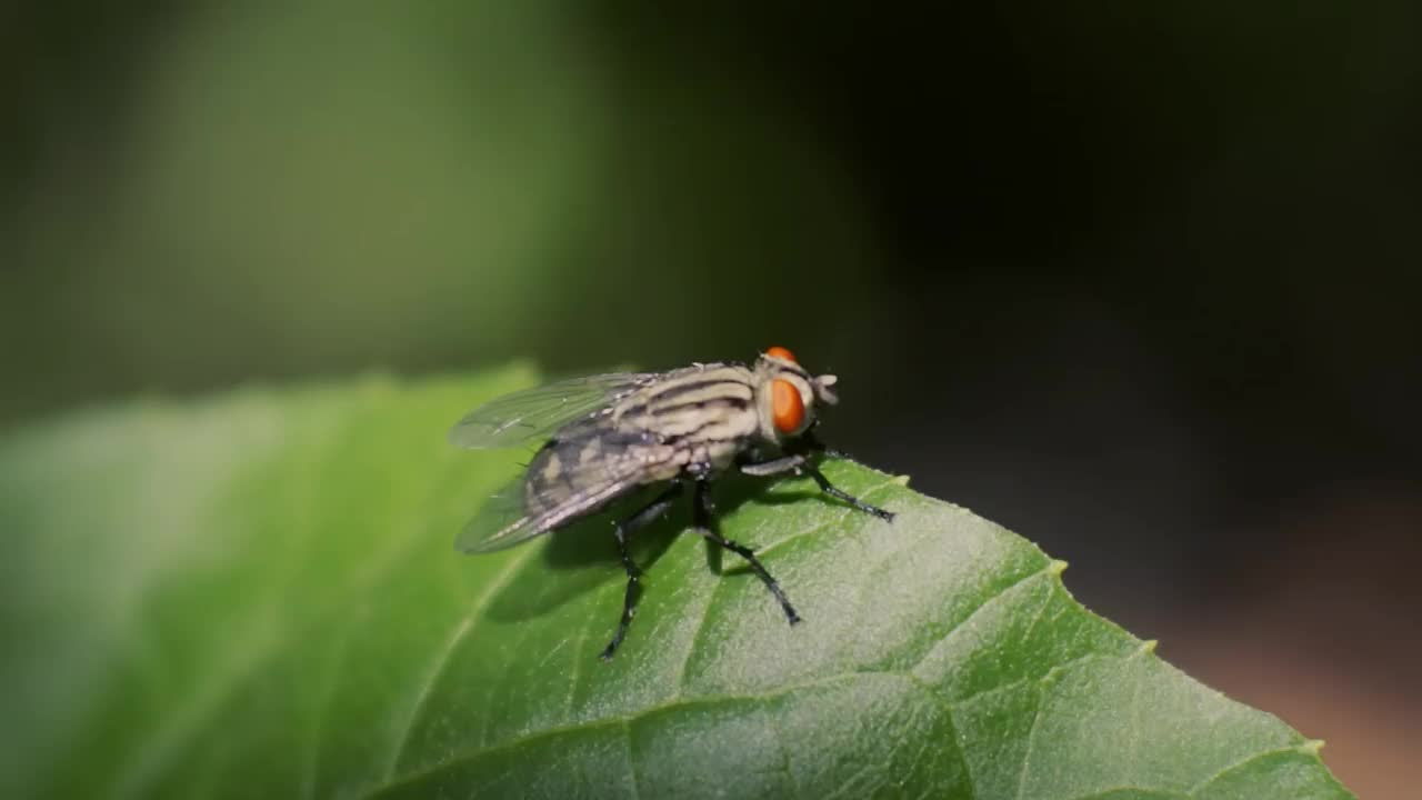 黑苍蝇高清视频。树叶上的昆虫镜头。身体有光泽的昆虫。视频下载