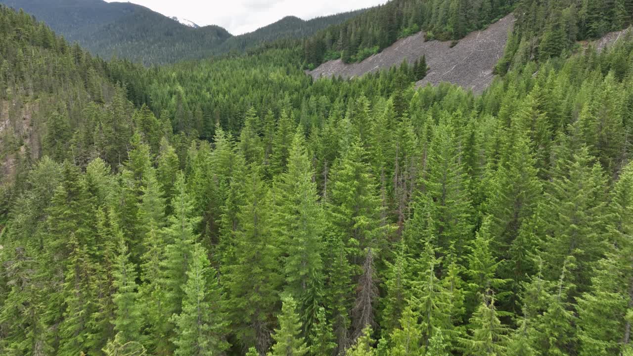 温带雨林中原始湖泊的鸟瞰图视频素材