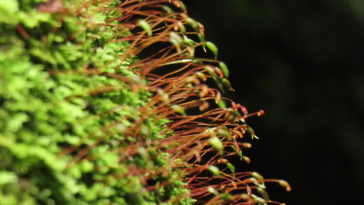 苔藓与孢子视频素材