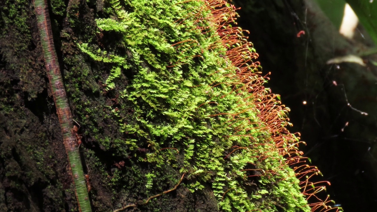 苔藓与孢子视频素材