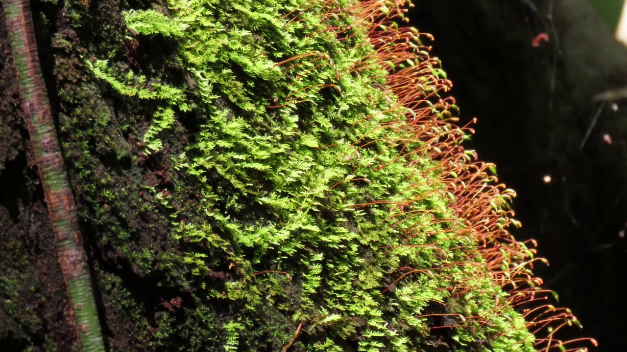 苔藓与孢子视频素材