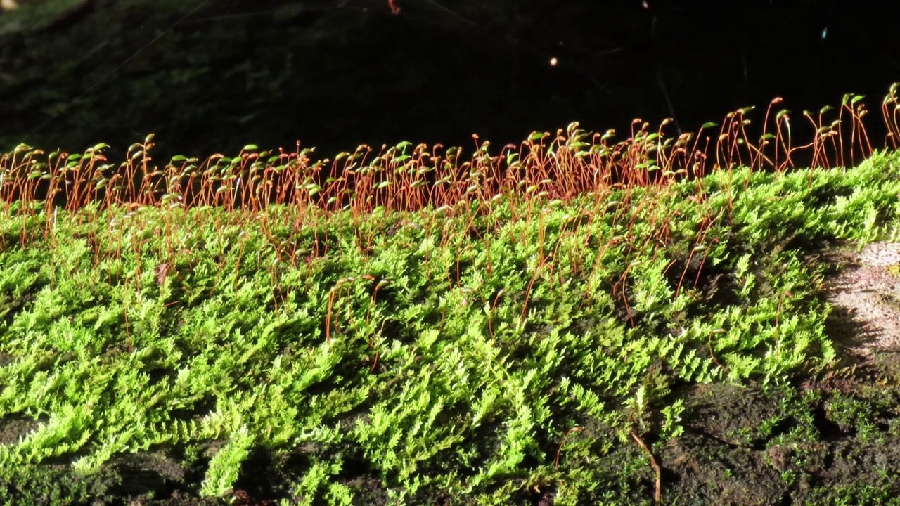 苔藓与孢子视频素材