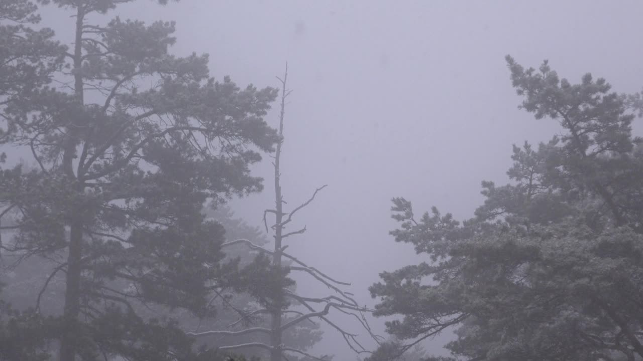 冬日的早晨，松林公园里飘着雪花视频素材