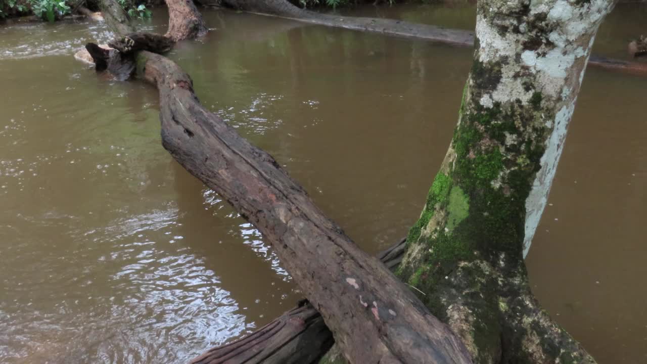 在雨林中流动的溪水视频素材