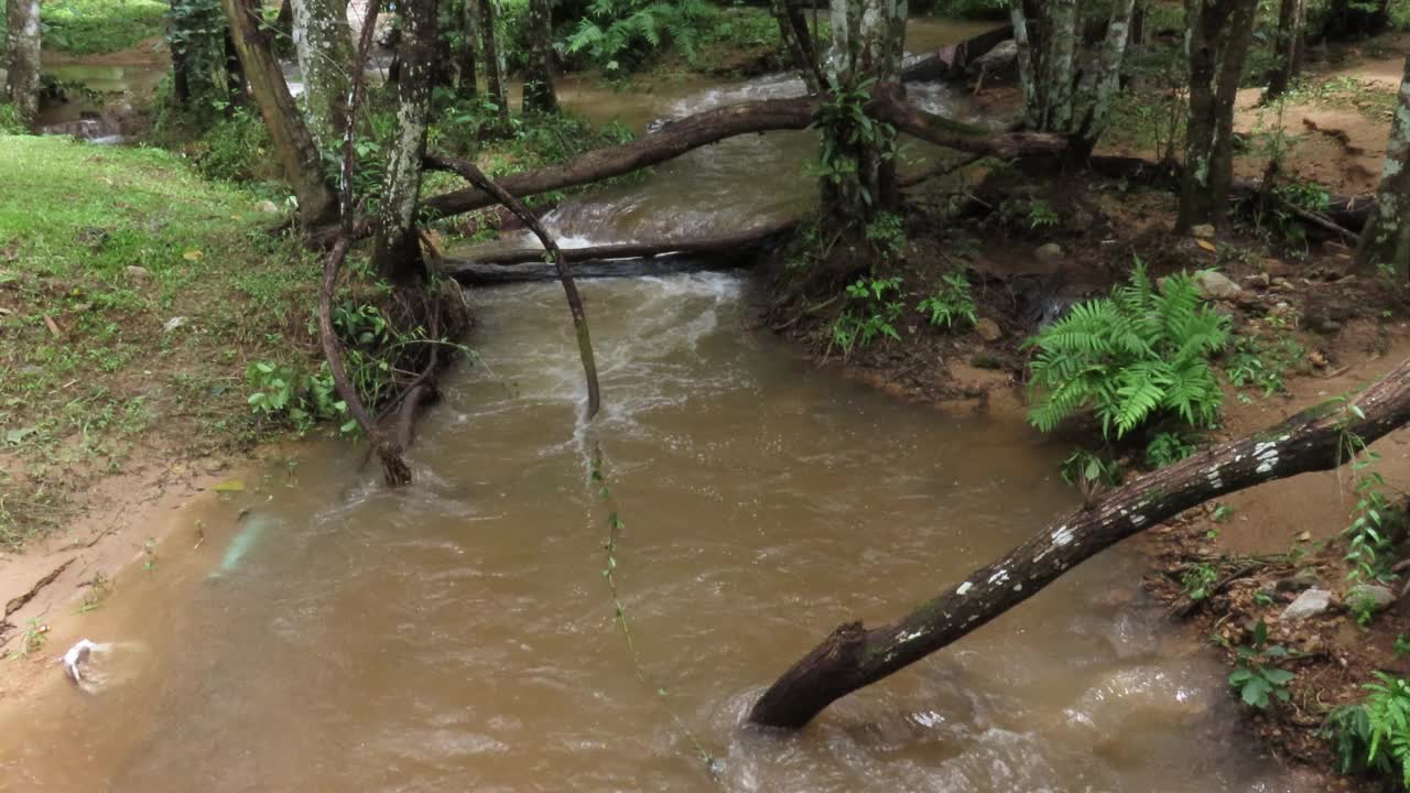 在雨林中流动的溪水视频素材