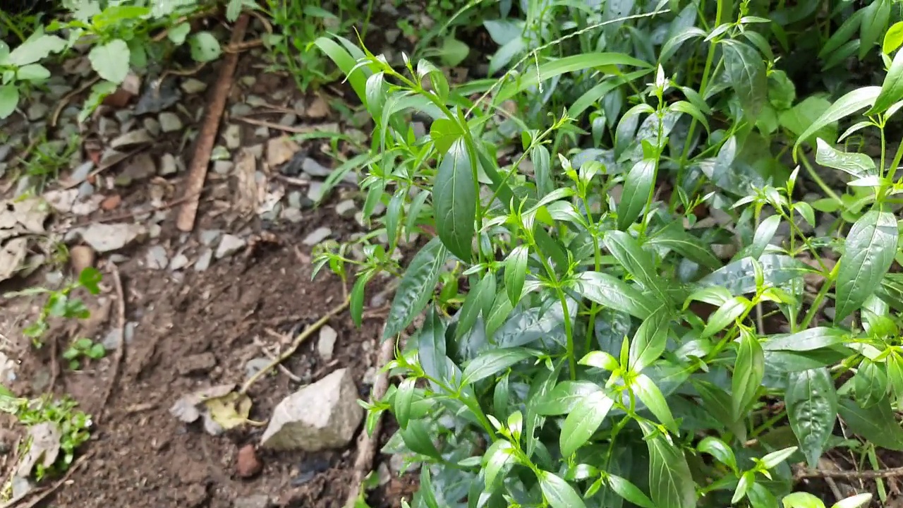 穿心莲香植物。视频素材