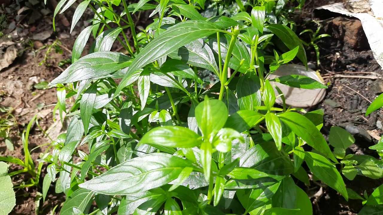 穿心莲香植物。视频素材