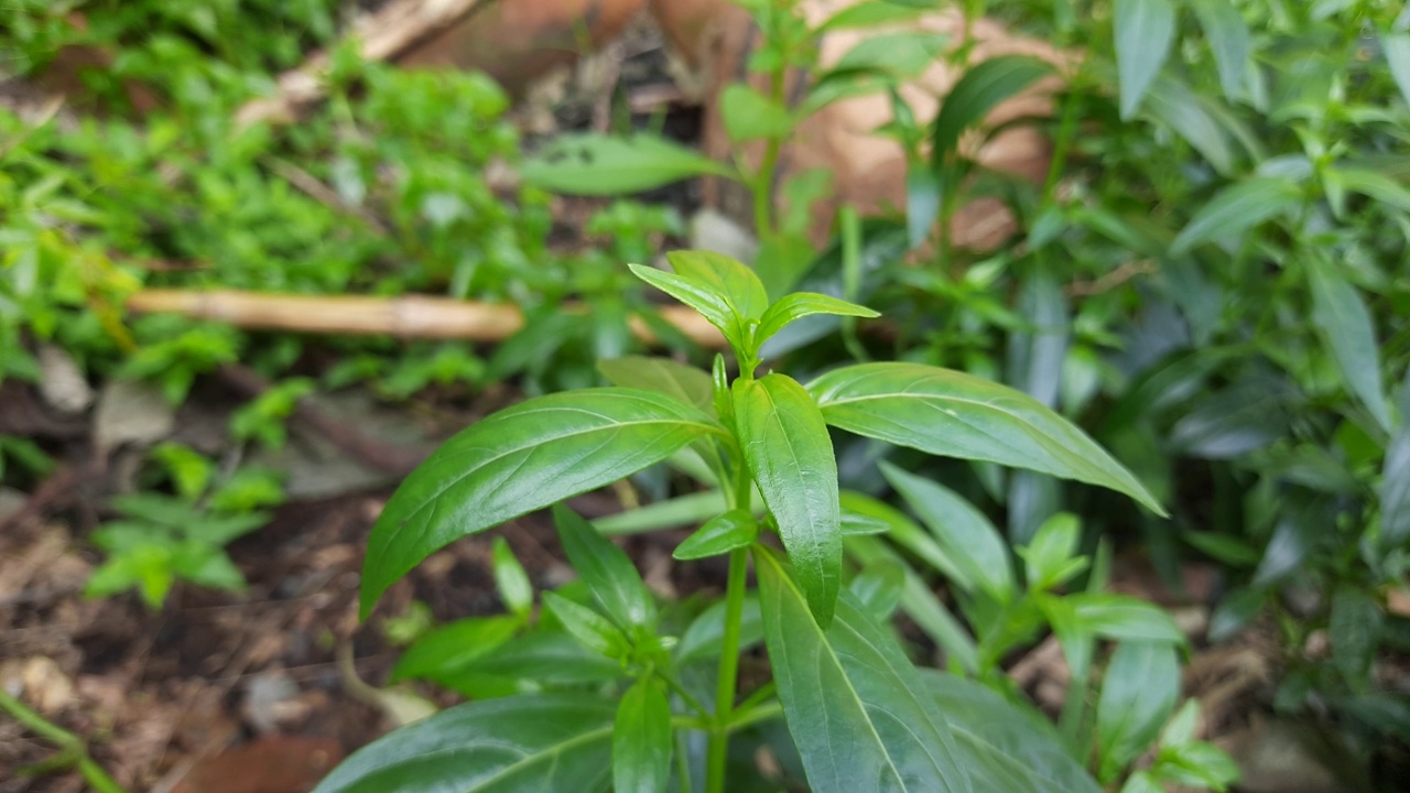 穿心莲香植物。视频素材