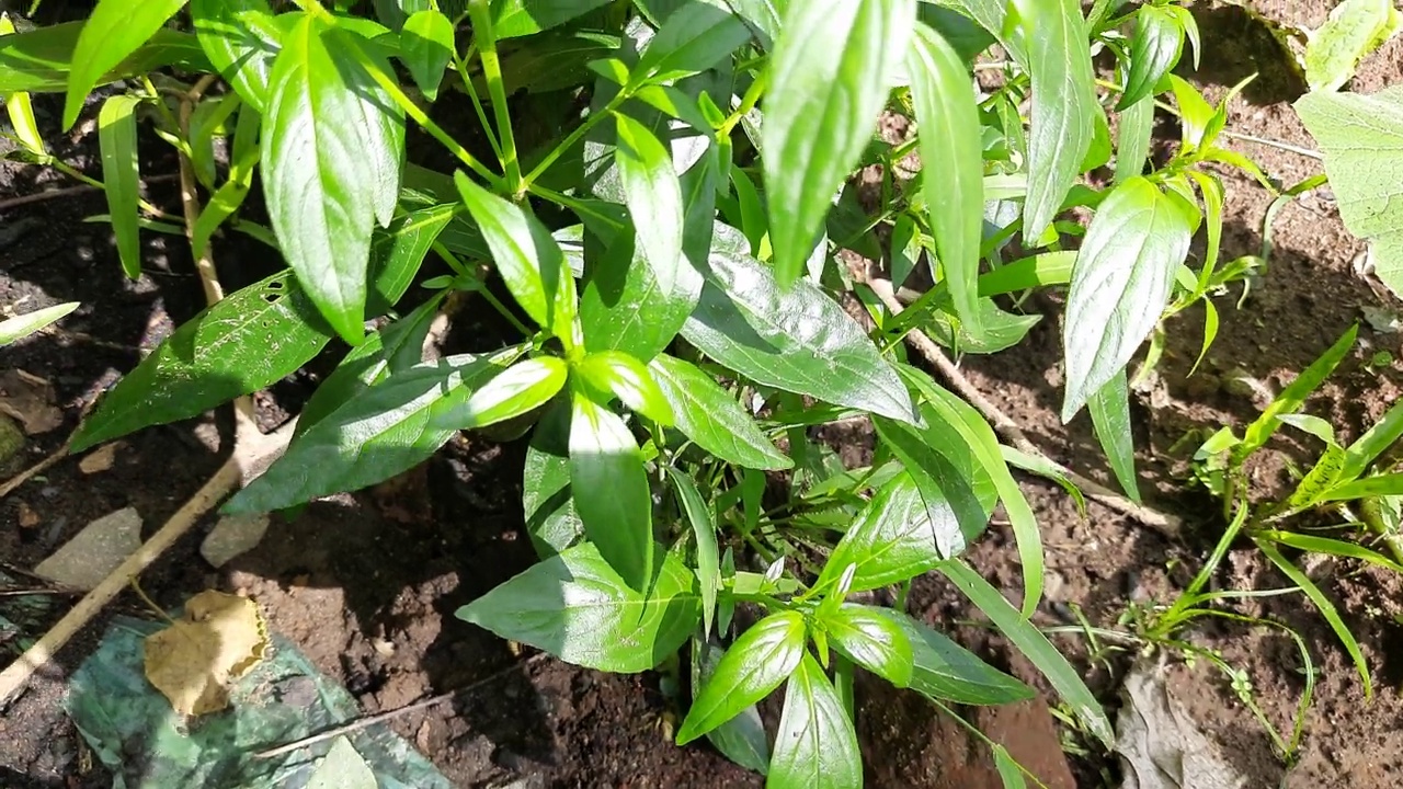 穿心莲香植物。视频素材