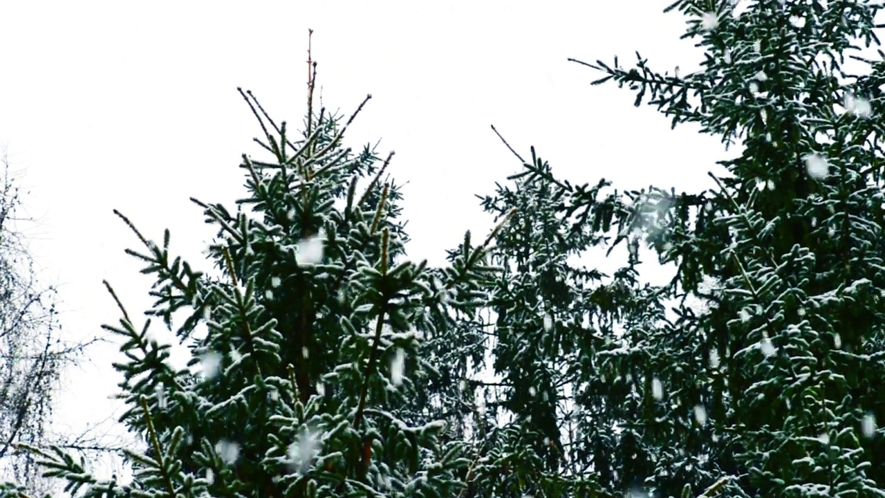 松树上飘着雪花视频素材