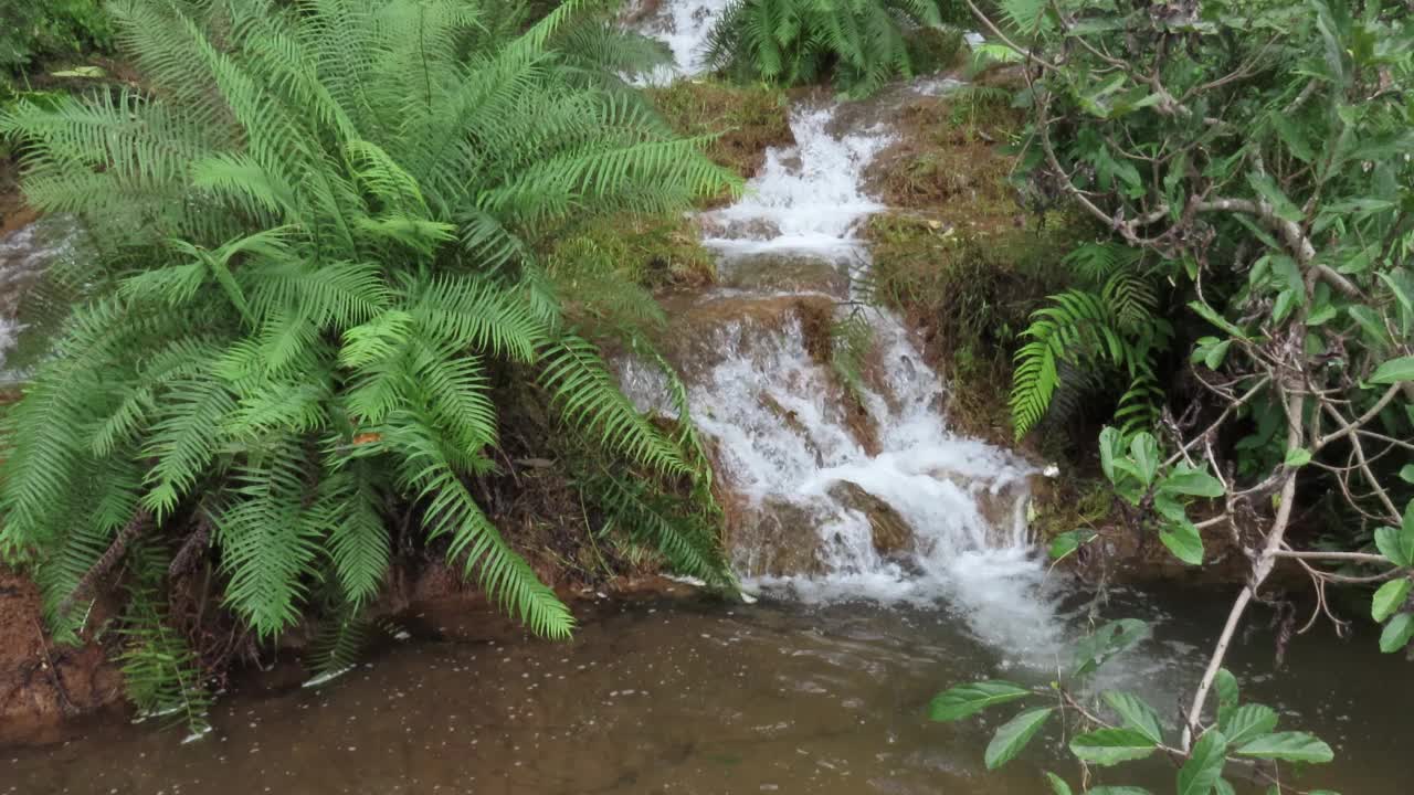 在雨林中流动的溪水视频素材