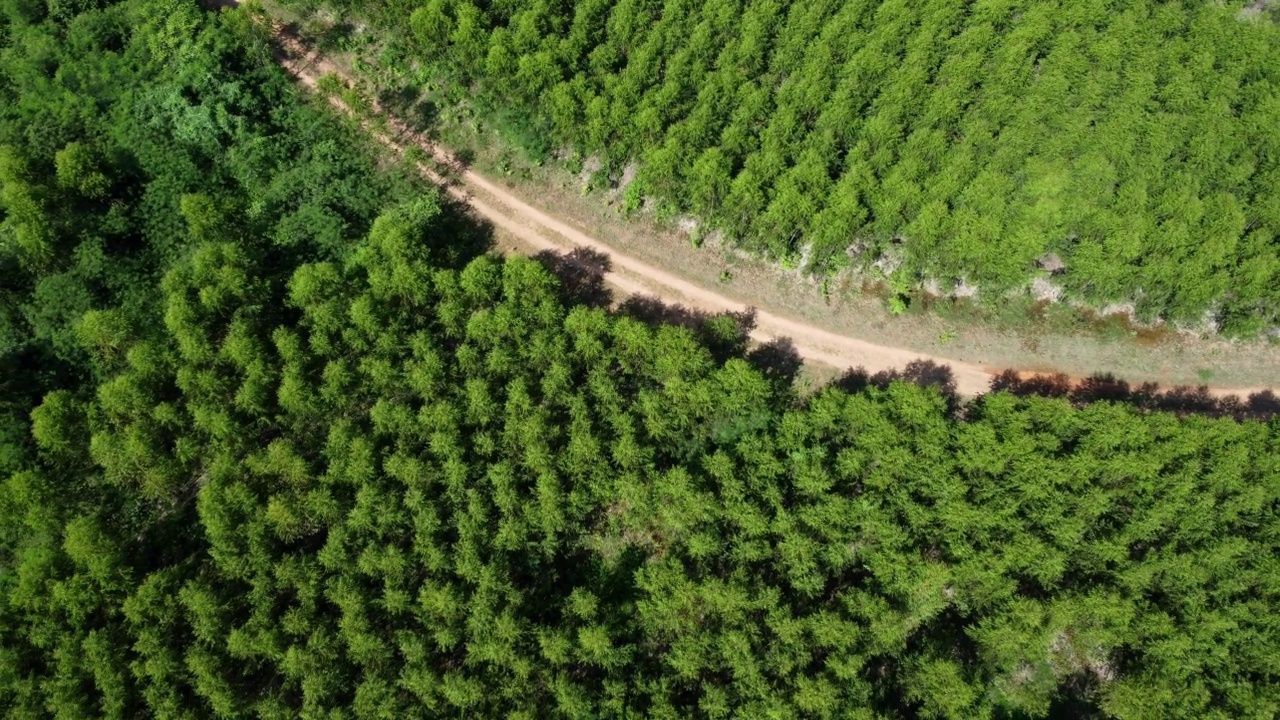 鸟瞰图，一条土路穿过乡村桉树种植园美丽的绿地。泰国桉树林俯视图。自然景观背景。视频素材