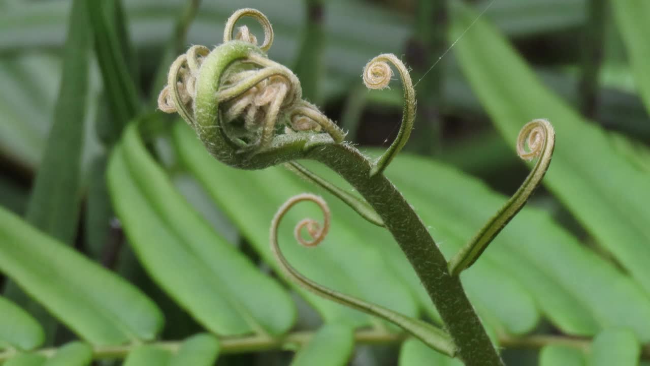 新的叶蕨视频素材