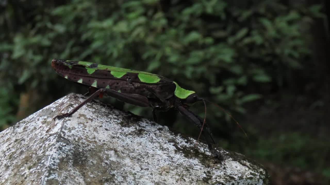 发现了蚱蜢视频素材