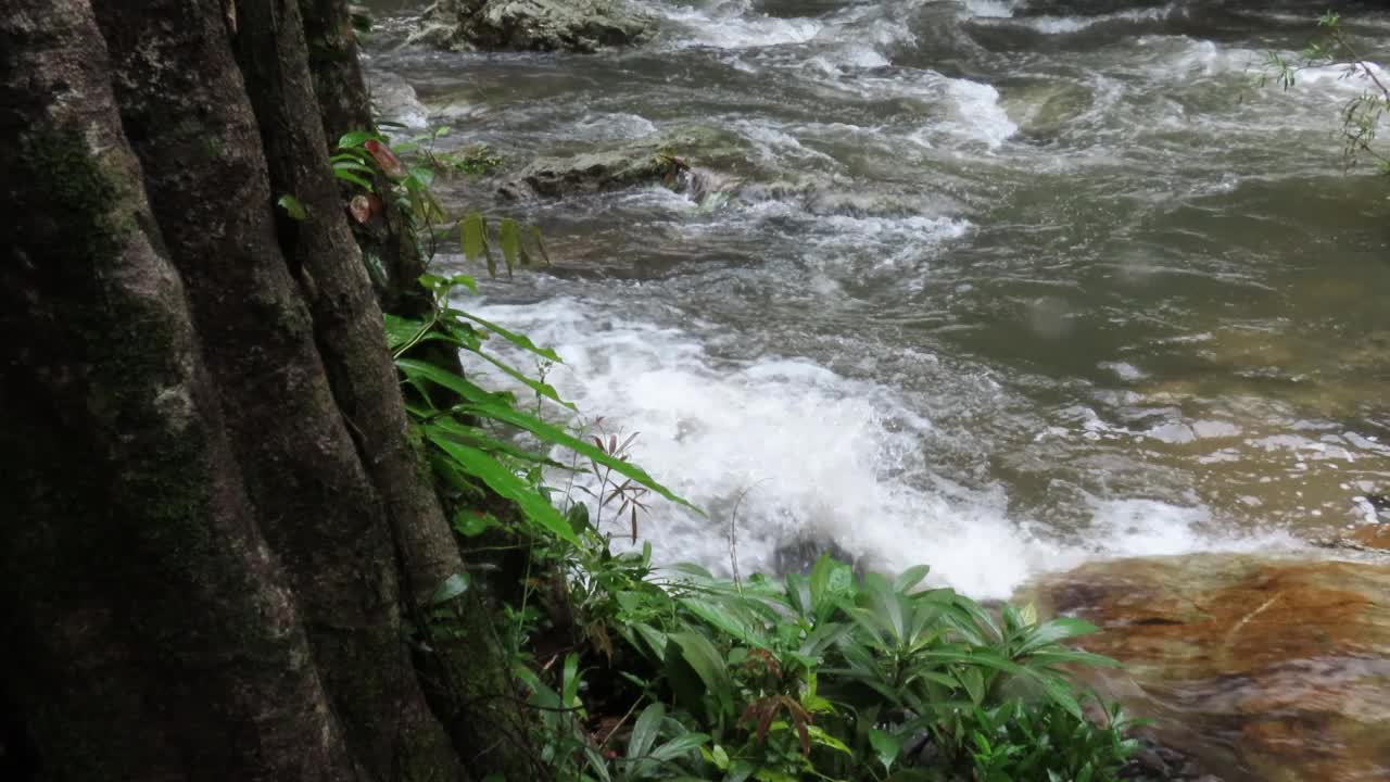 在雨林中流动的溪水视频素材