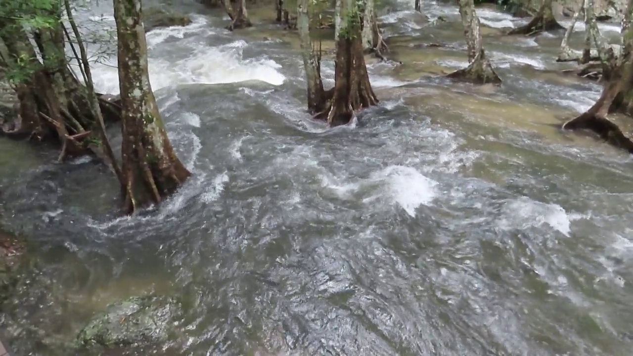 在雨林中流动的溪水视频素材