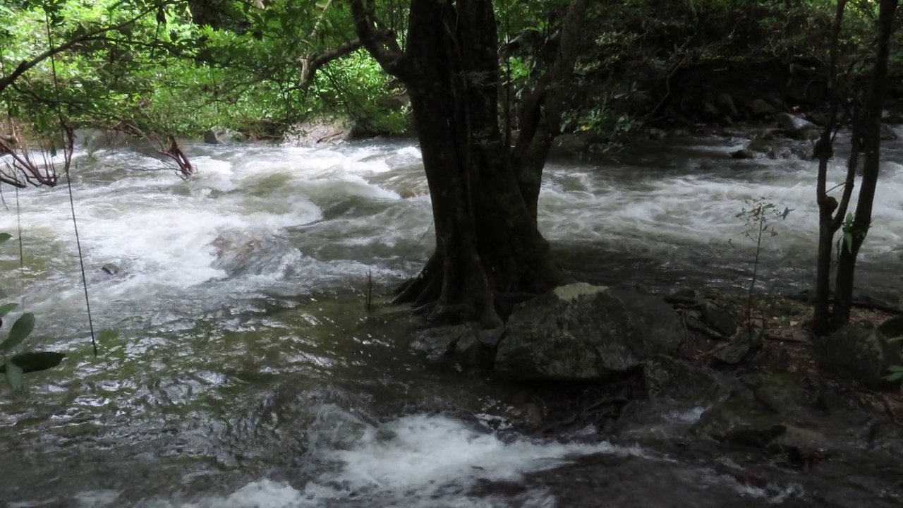 在雨林中流动的溪水视频素材