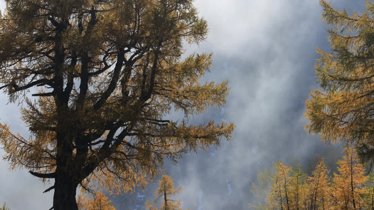 秋天晨雾中的朱利安阿尔卑斯山落叶松视频素材