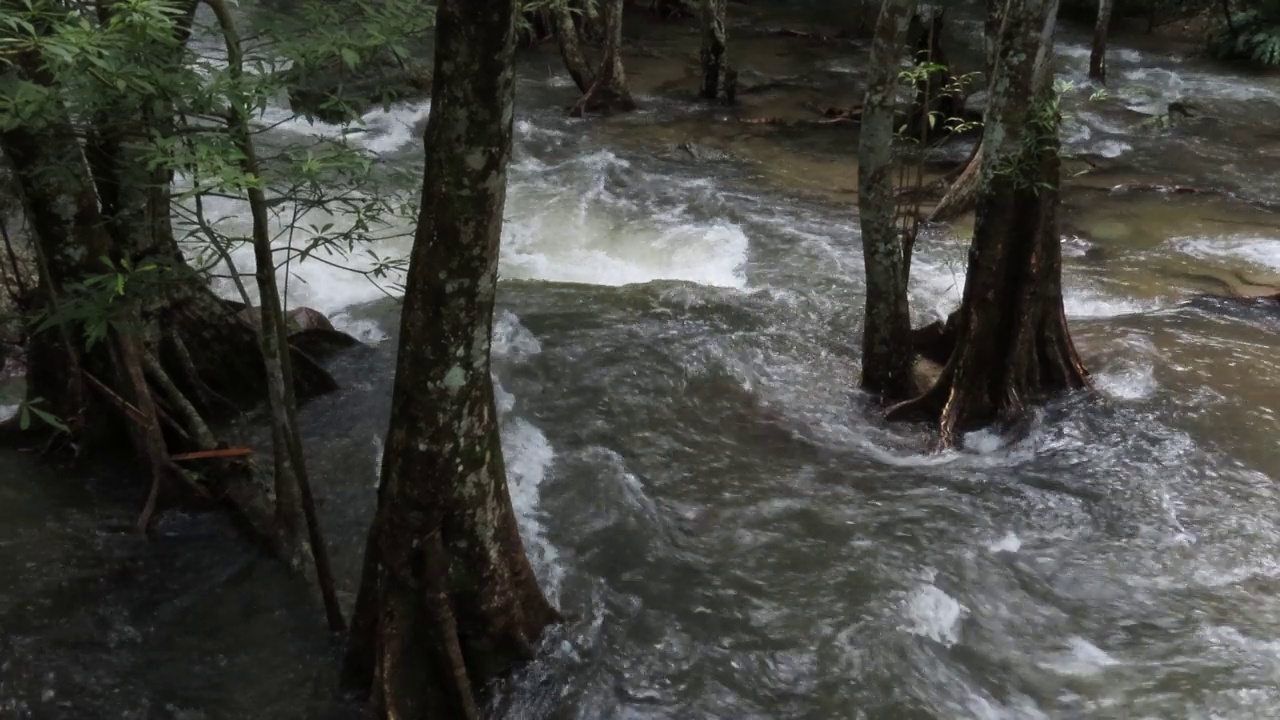 雨林中的小溪视频素材