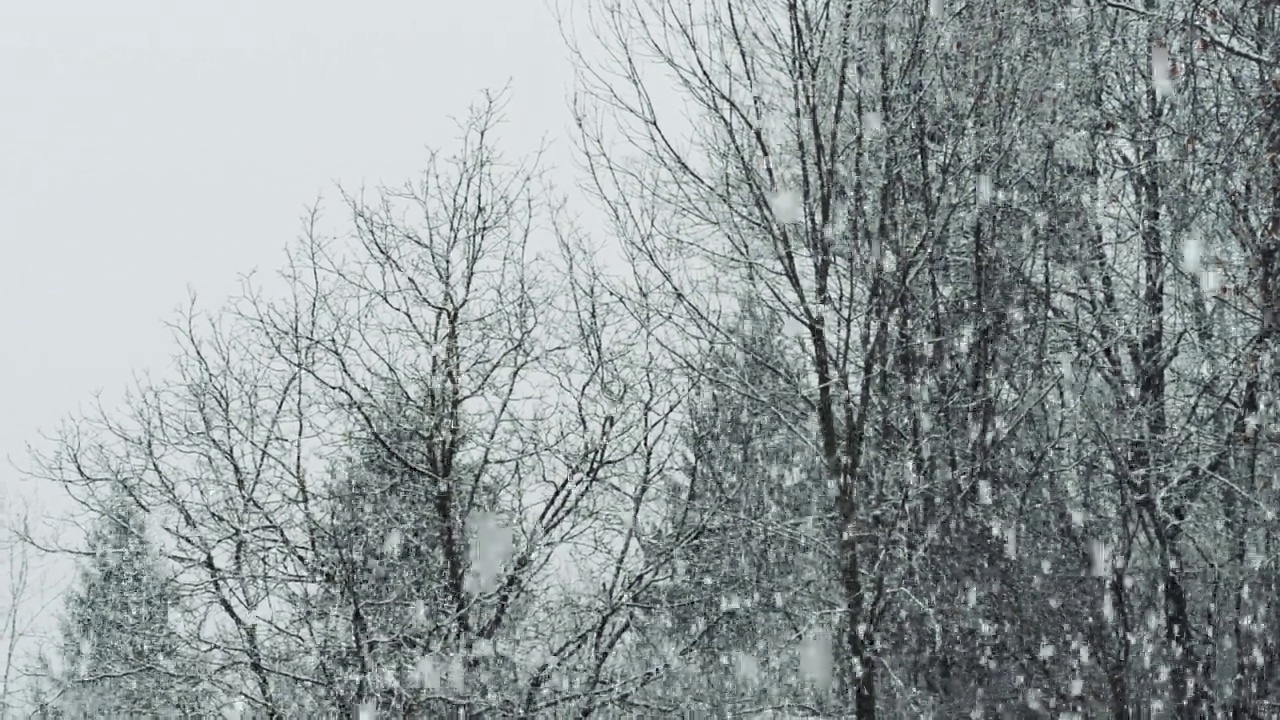 下雪在树视频素材