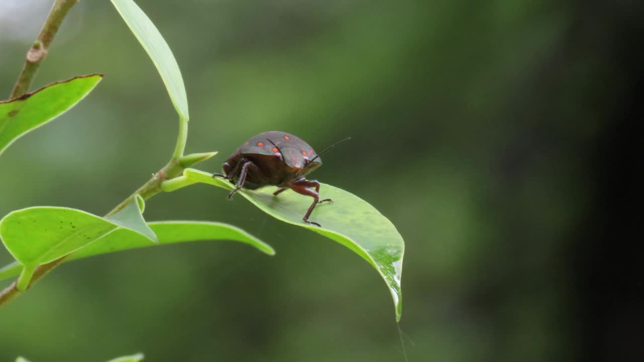 甲虫在叶视频素材