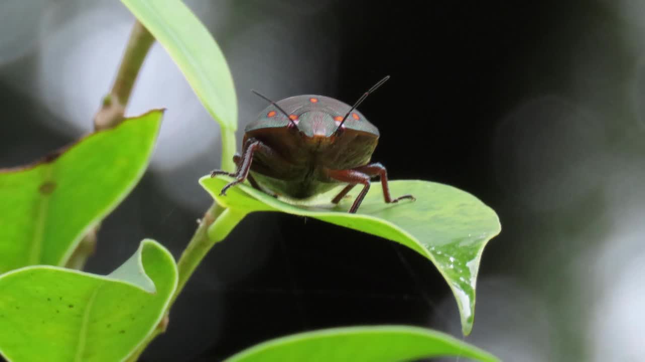 甲虫在叶视频素材