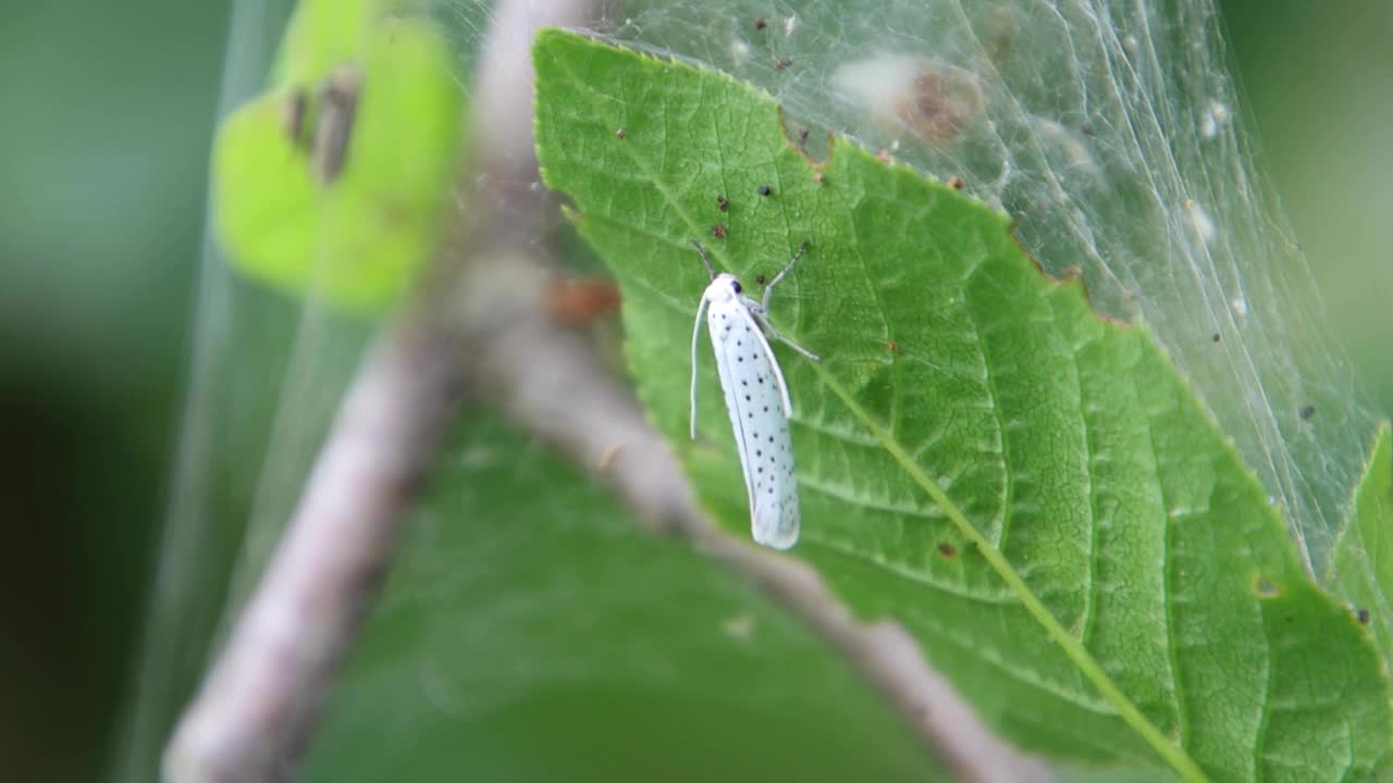 坐在丝网上的苹果貂蛾，也叫Yponomeuta malinellus或Apfel Gespinstmotte视频素材