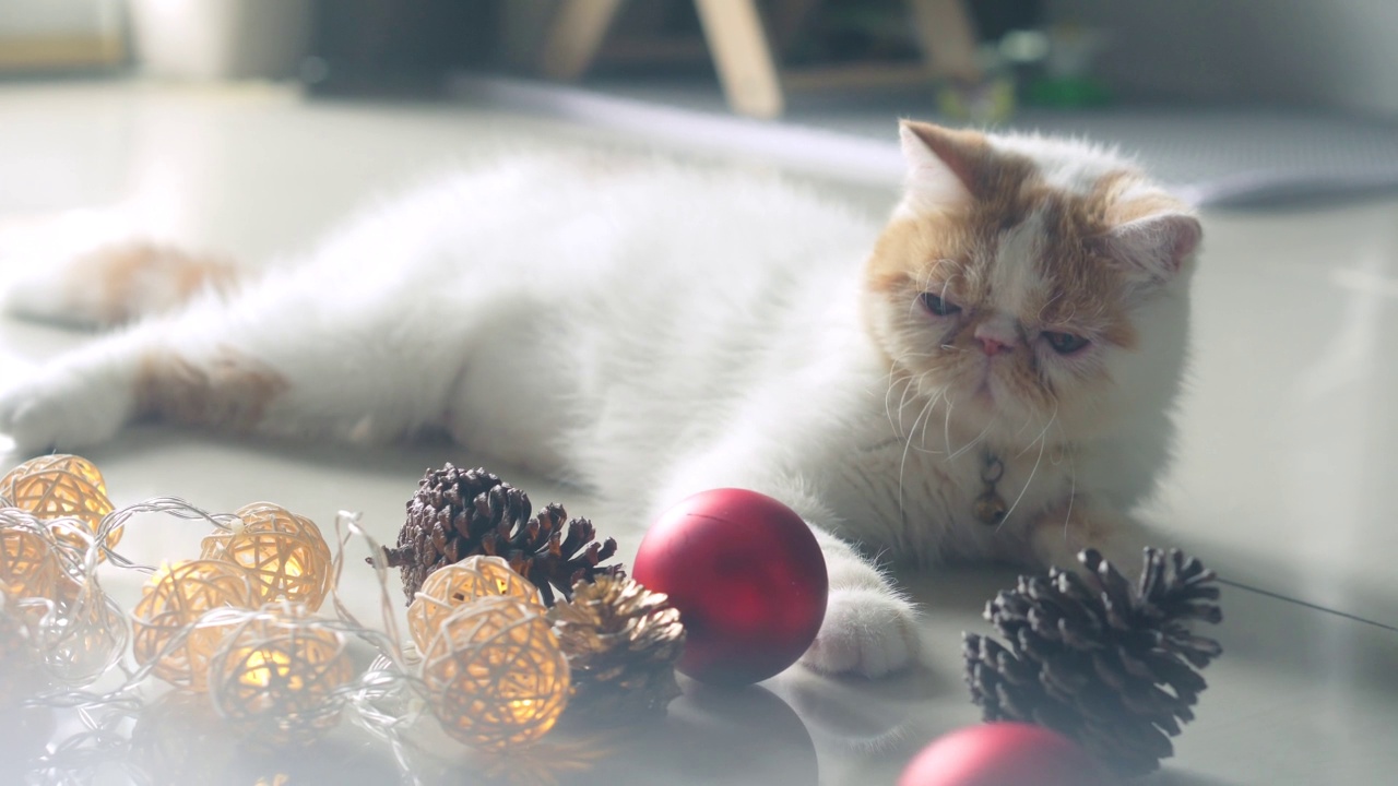 可爱的白色毛茸茸的猫玩圣诞装饰品视频下载