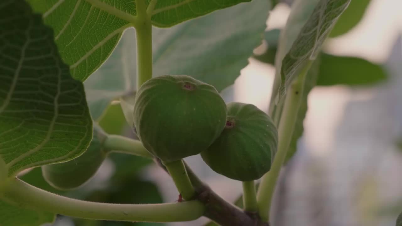 后院花园树枝上的绿色未成熟无花果视频素材