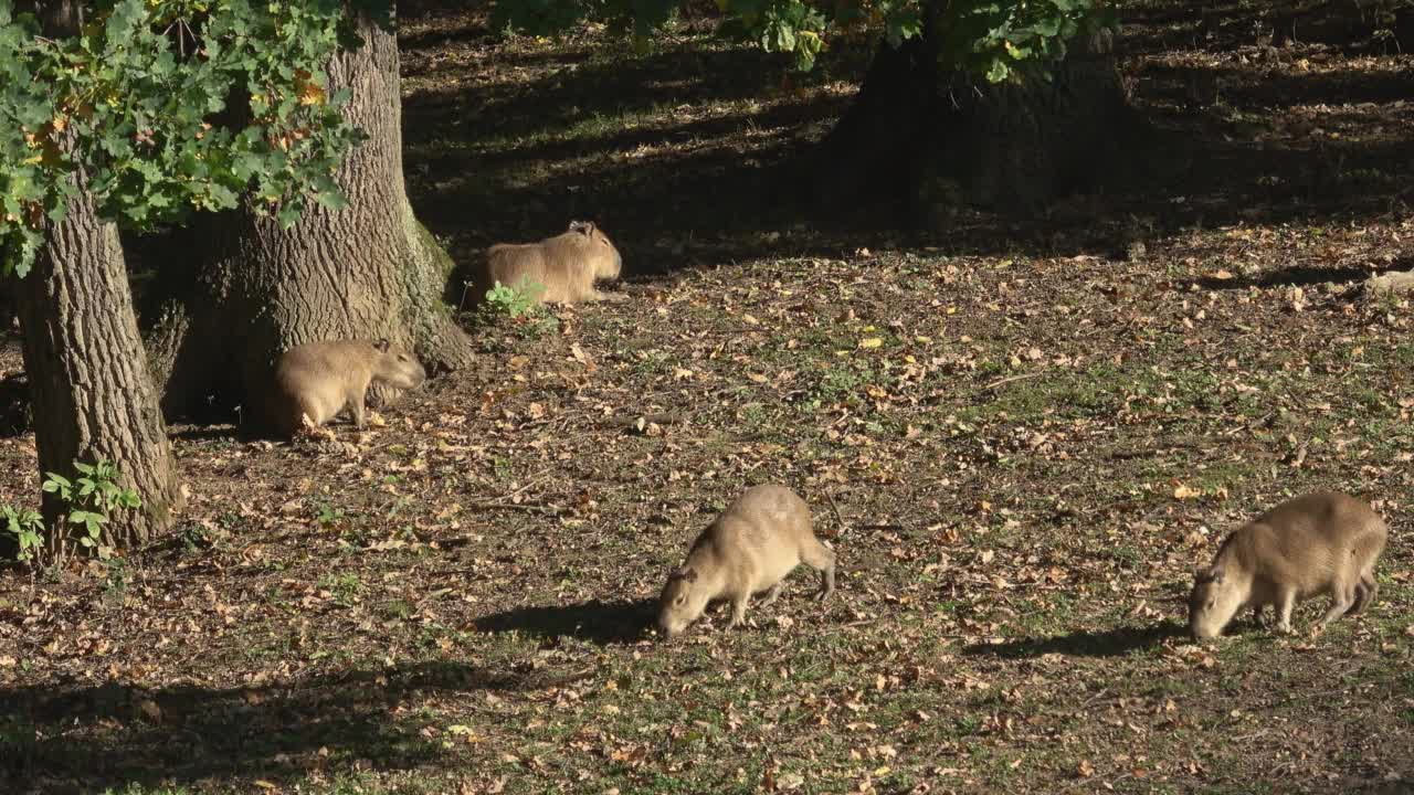 水豚(Hydrochoerus hydrochaeris)温暖的晴天视频素材