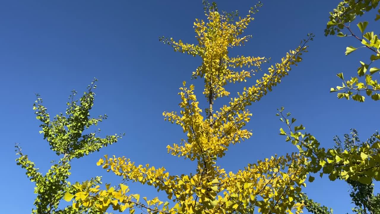 黄绿色的树叶银杏树在蓝色的天空在秋天阳光灿烂的日子。视频素材