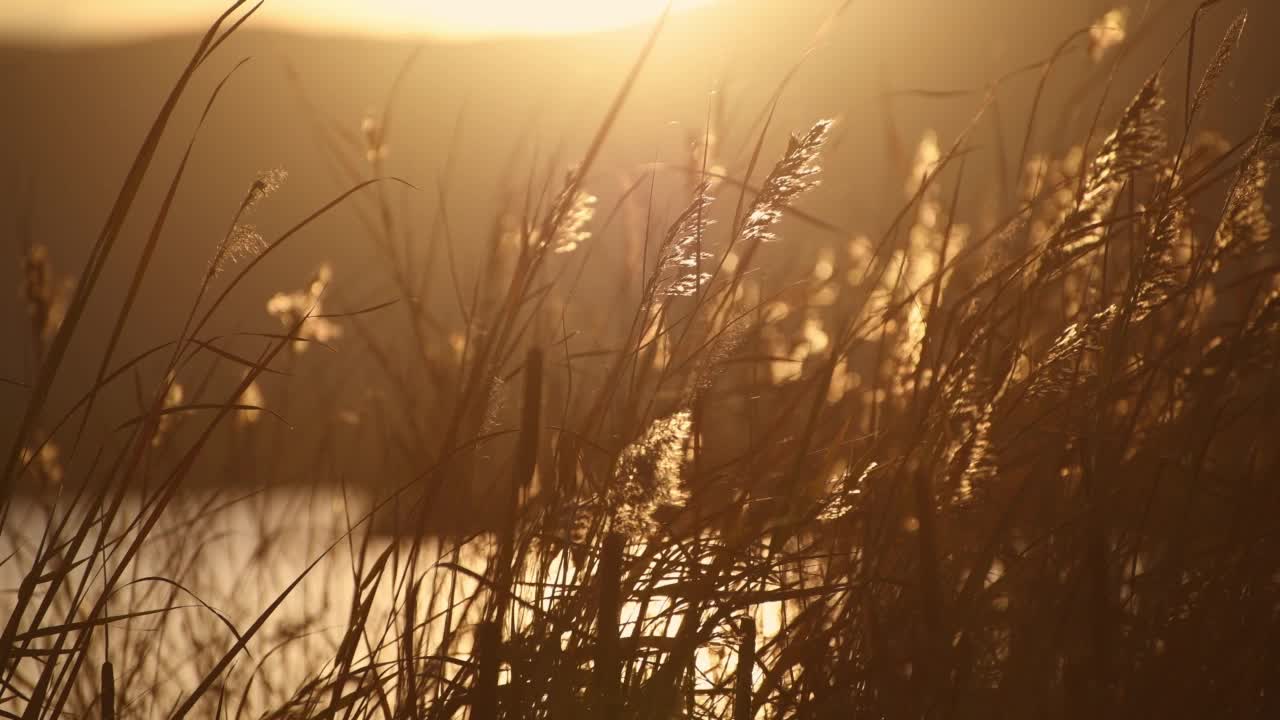 夕阳下湖岸的芦苇在微风中摇曳。视频素材