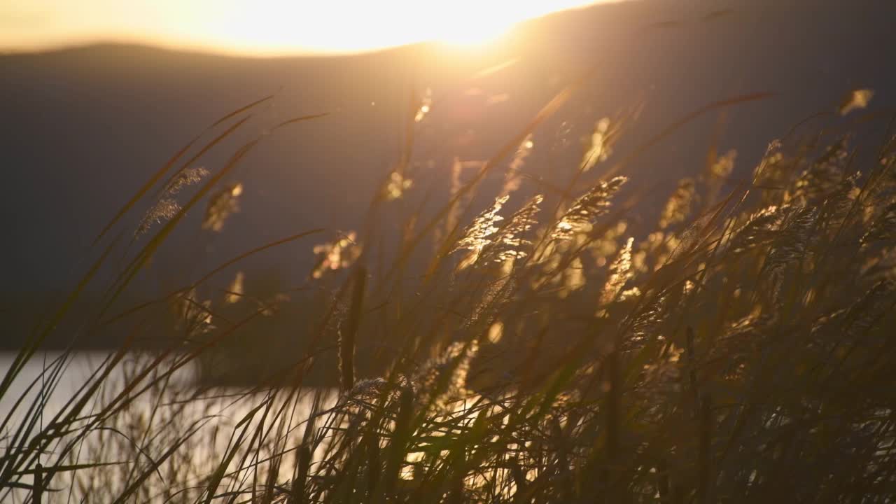 夕阳下湖岸的芦苇在微风中摇曳。视频素材