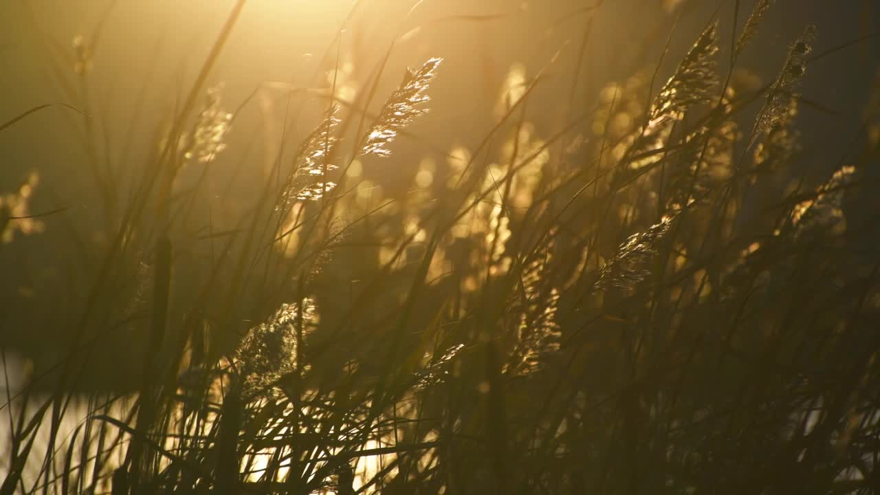 夕阳下湖岸的芦苇在微风中摇曳。视频素材