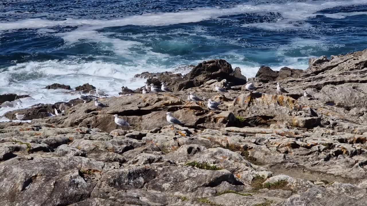 海鸥停在海前的岩石上视频素材