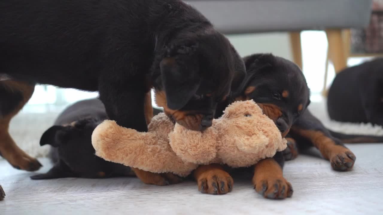 家里的罗威纳犬一家视频素材