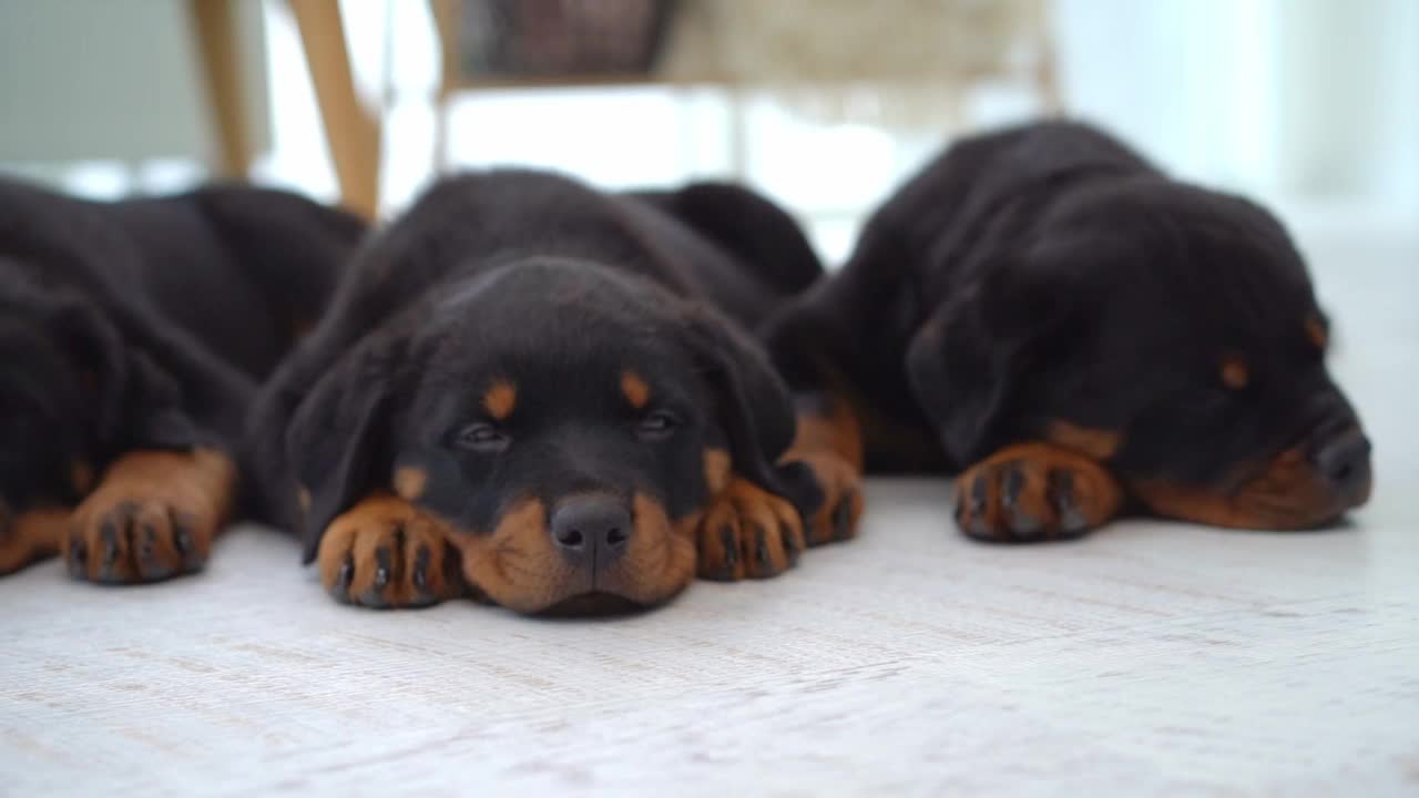 家里的罗威纳犬一家视频素材