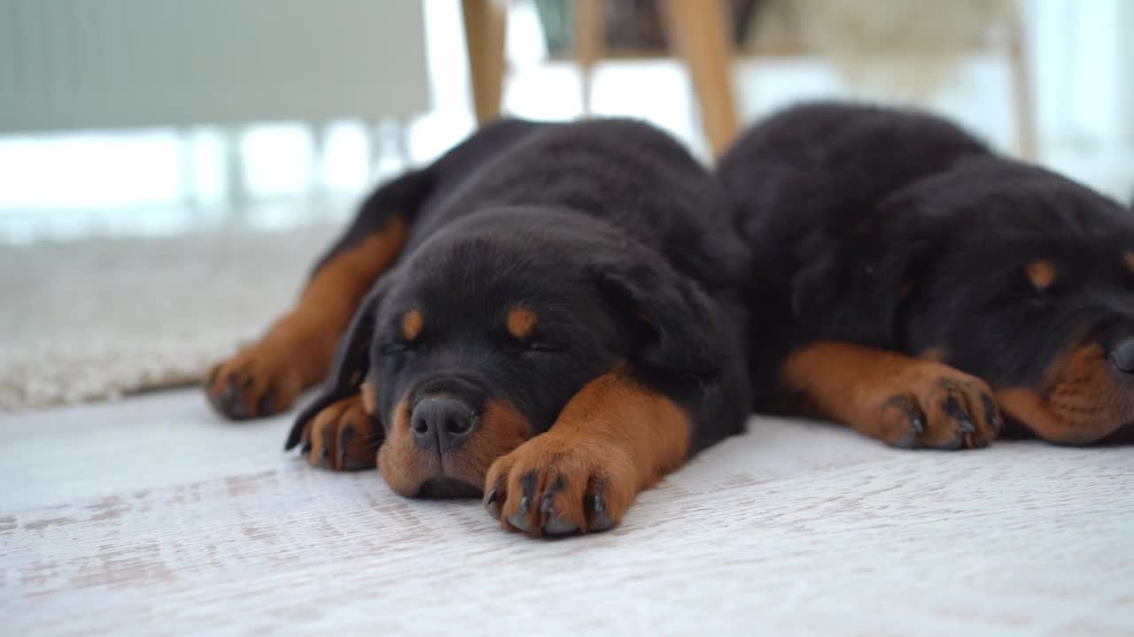 家里的罗威纳犬一家视频素材