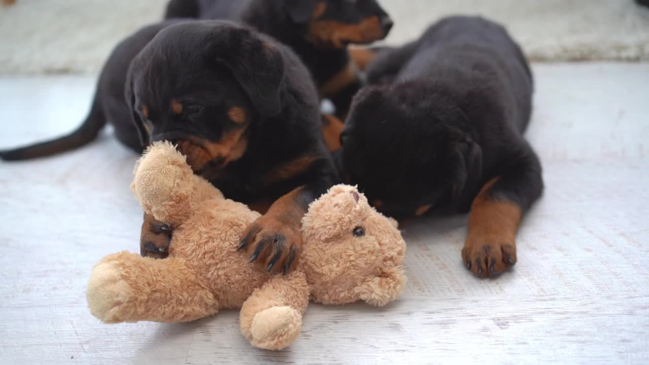 家里的罗威纳犬一家视频素材