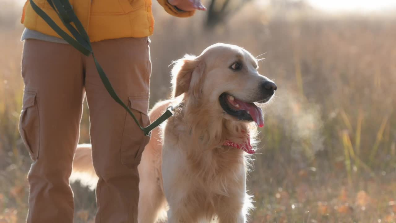 女孩带着金毛猎犬视频素材