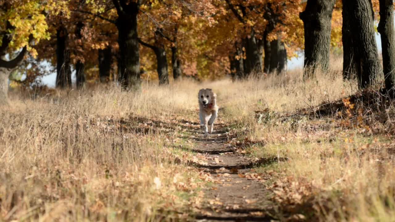 金毛猎犬在田野里视频素材