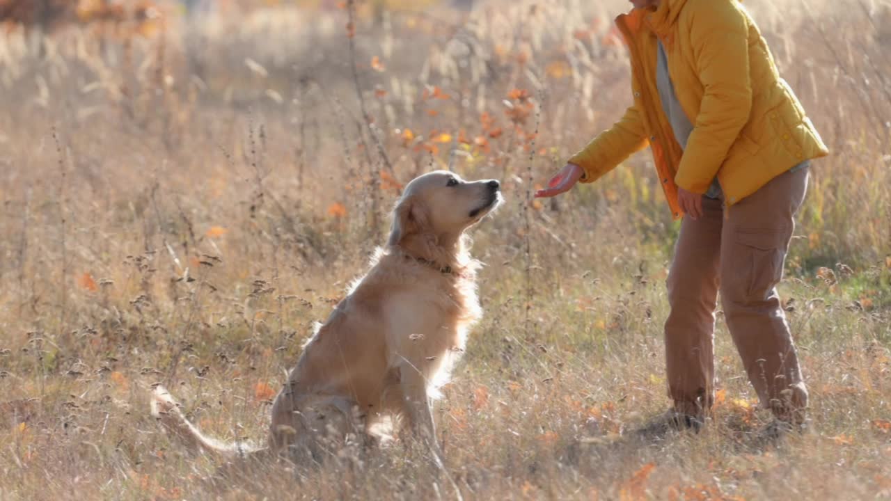 女孩带着金毛猎犬视频素材