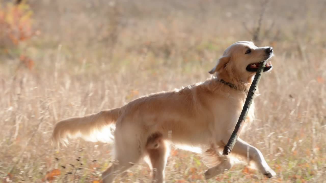 金毛猎犬在田野里视频素材