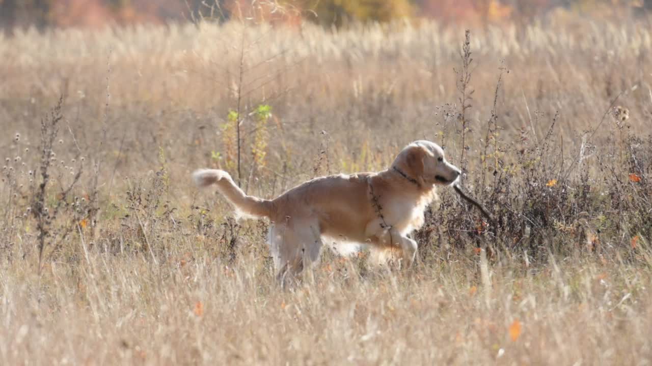 金毛猎犬在田野里视频素材