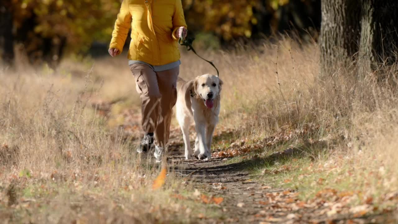 女孩带着金毛猎犬视频素材