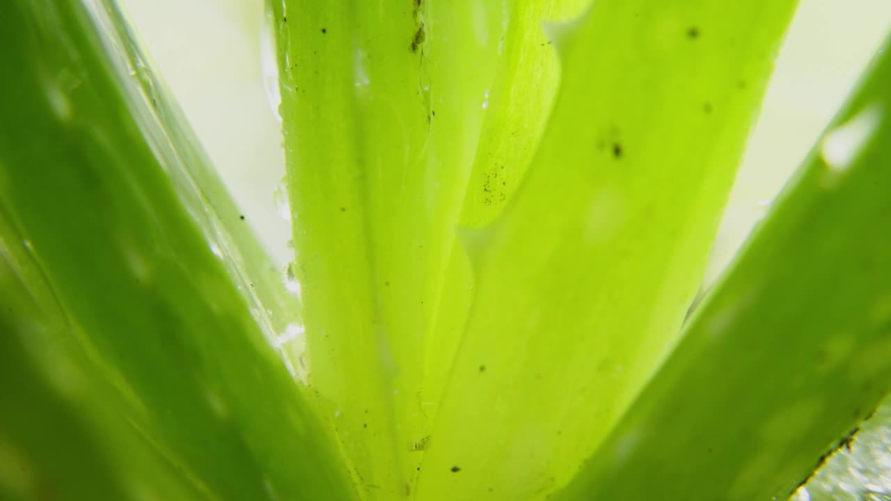 极端特写宏观水运行在芦荟视频素材